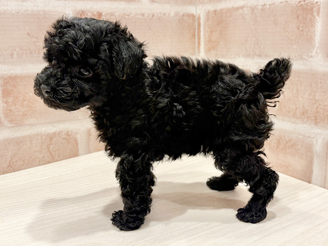 東京都のトイプードル(タイニー) (ペッツファースト町田店/2025年8月17日生まれ/女の子/ブラック)の子犬の2枚目の画像