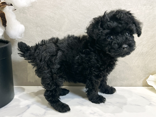 愛知県のトイプードル(タイニー) (ペッツファースト名古屋栄店/2025年8月17日生まれ/女の子/ブラック)の子犬の2枚目の画像
