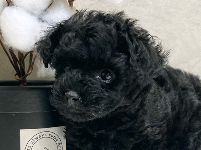 愛知県のトイプードル(タイニー) (ペッツファースト名古屋栄店/2025年8月17日生まれ/女の子/ブラック)の子犬の3枚目の画像