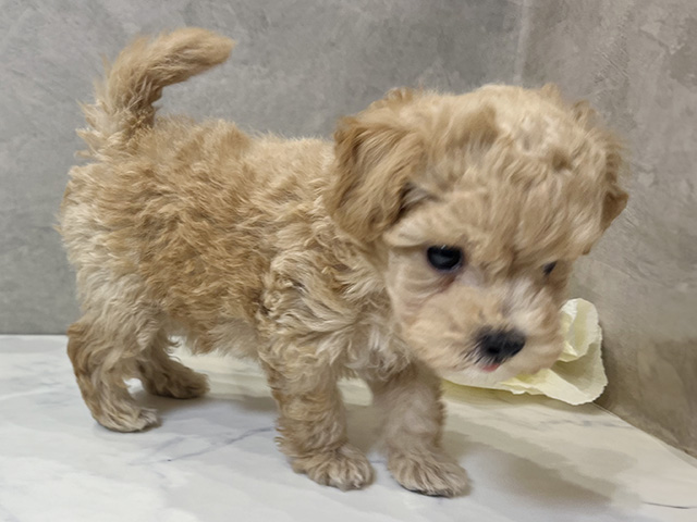 愛知県のマルプー(マルチーズ×プードル) (ペッツファースト名古屋栄店/2025年8月18日生まれ/男の子/アプリコット)の子犬の2枚目の画像