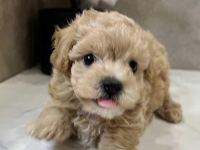 愛知県のマルプー(マルチーズ×プードル) (ペッツファースト名古屋栄店/2025年8月18日生まれ/男の子/アプリコット)の子犬の3枚目の画像