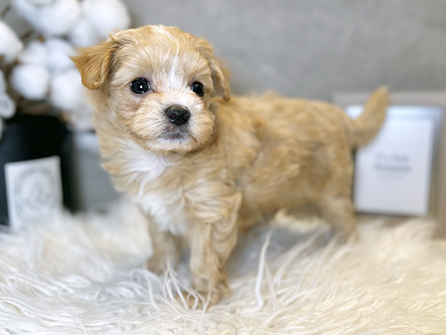 東京都のマルプー(マルチーズ×プードル) (ペッツファースト青山店/2025年8月18日生まれ/女の子/アプリコット)の子犬の2枚目の画像