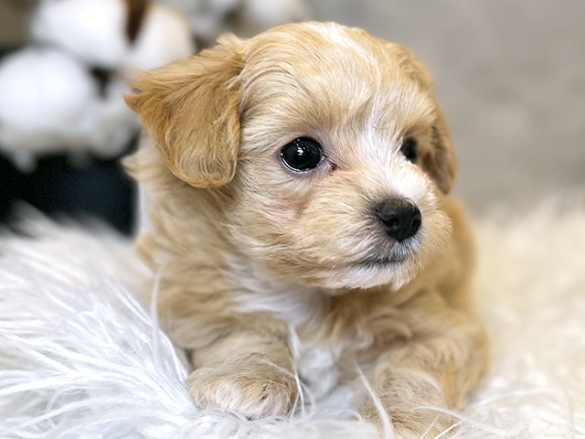 東京都のマルプー(マルチーズ×プードル) (ペッツファースト青山店/2025年8月18日生まれ/女の子/アプリコット)の子犬の3枚目の画像