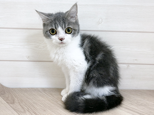 千葉県のブリティッシュショートヘアー (ペッツファースト市川コルトンプラザ店/2025年8月3日生まれ/男の子/ブルータビーホワイト)の子猫