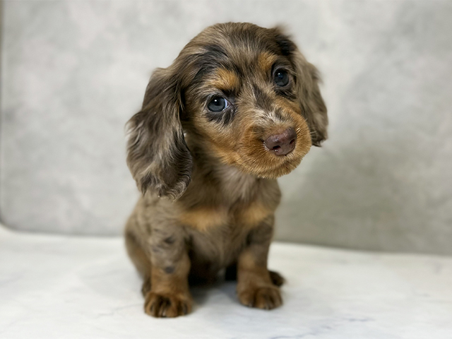 東京都のカニンヘンダックスフンド(ロング) (ペッツファースト下北沢店/2025年8月18日生まれ/女の子/チョコレートダップル)の子犬の1枚目の画像