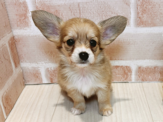 チワックス