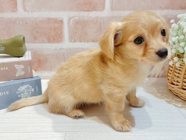 東京都のチワックス(チワワ×ダックス) (ペッツファースト自由が丘店/2025年8月17日生まれ/女の子/イエロー)の子犬の2枚目の画像