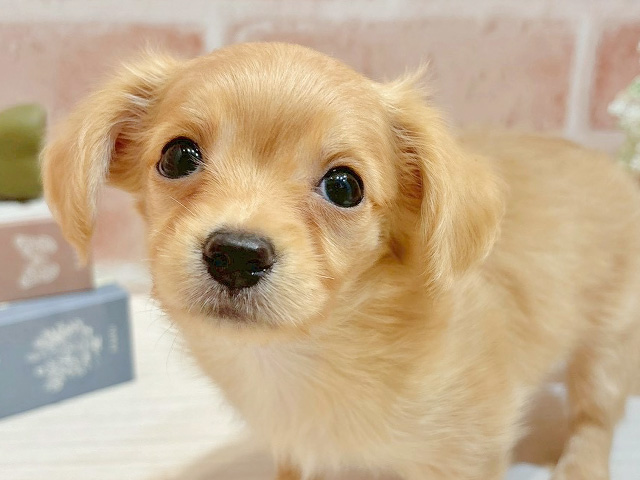 東京都のチワックス(チワワ×ダックス) (ペッツファースト自由が丘店/2025年8月17日生まれ/女の子/イエロー)の子犬の3枚目の画像