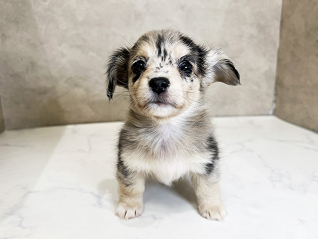 東京都のチワックス(チワワ×ダックス) (ペッツファーストららぽーと立川立飛店/2025年8月19日生まれ/女の子/シルバーダップル)の子犬の1枚目の画像