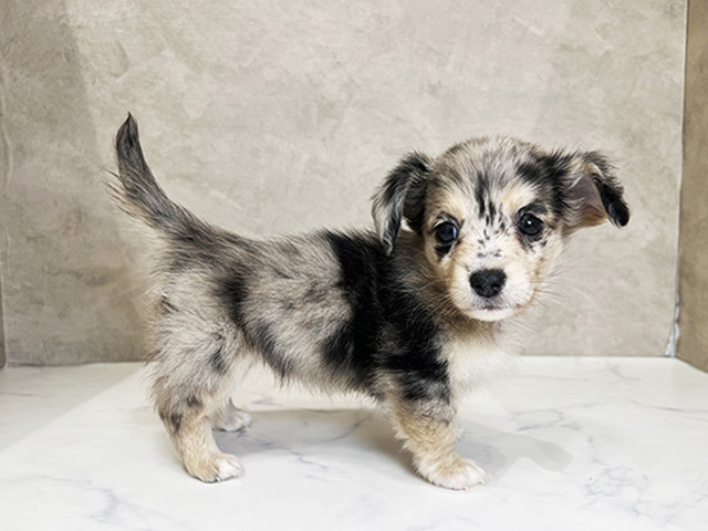 東京都のチワックス(チワワ×ダックス) (ペッツファーストららぽーと立川立飛店/2025年8月19日生まれ/女の子/シルバーダップル)の子犬の2枚目の画像