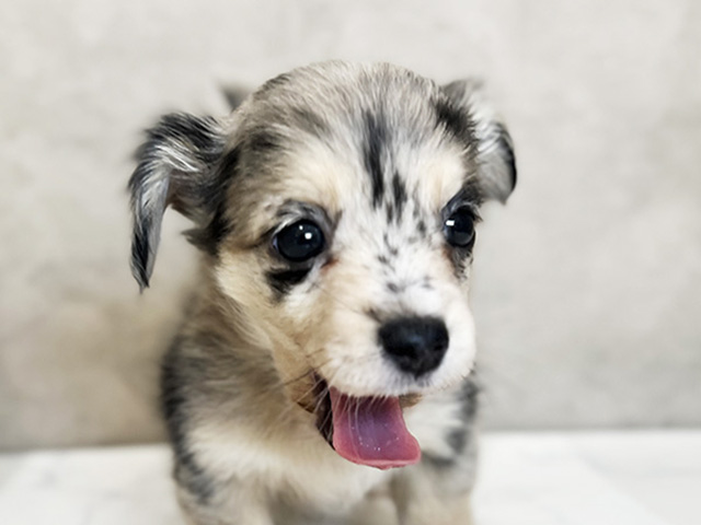 東京都のチワックス(チワワ×ダックス) (ペッツファーストららぽーと立川立飛店/2025年8月19日生まれ/女の子/シルバーダップル)の子犬の3枚目の画像