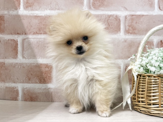 埼玉県のポメラニアン (ペッツファースト入間店/2025年8月18日生まれ/女の子/クリーム)の子犬