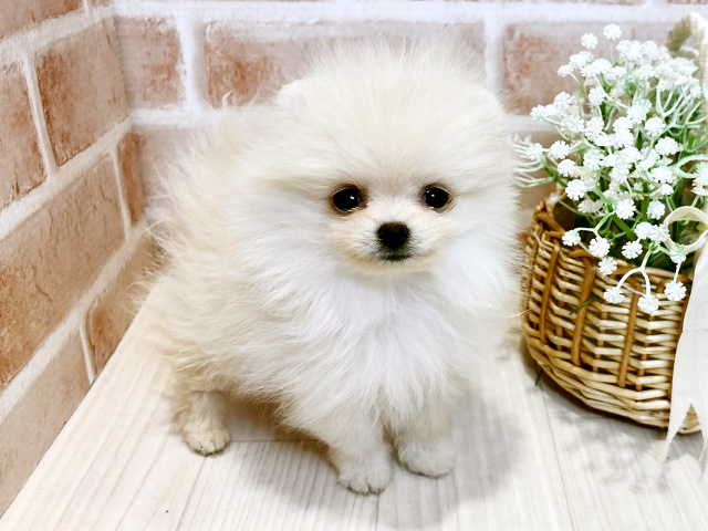 埼玉県のポメラニアン (ペッツファースト川越店/2025年8月18日生まれ/女の子/クリーム)の子犬