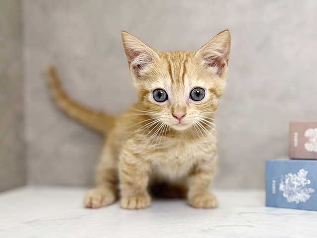 大阪府のマンチカン (ペッツファースト心斎橋本店/2025年8月19日生まれ/男の子/レッドタビー)の子猫の1枚目の画像