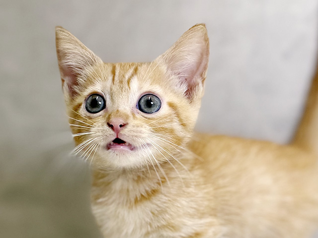 大阪府のマンチカン (ペッツファースト心斎橋本店/2025年8月19日生まれ/男の子/レッドタビー)の子猫の3枚目の画像