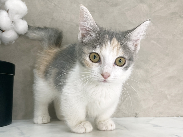 福岡県のマンチカン (ペッツファースト福津店/2025年8月5日生まれ/女の子/ブルートーティーホワイト)の子猫の1枚目の画像