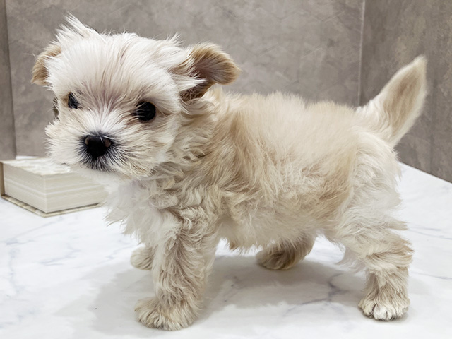 東京都のマルキー/マルヨーキー(マルチーズ×ヨークシャーテリア) (ペッツファースト晴海店/2025年8月19日生まれ/男の子/クリーム)の子犬の2枚目の画像