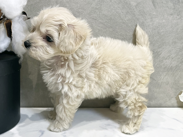 愛知県のマルプー(マルチーズ×プードル) (ペッツファースト名古屋栄店/2025年8月18日生まれ/女の子/クリーム)の子犬の2枚目の画像