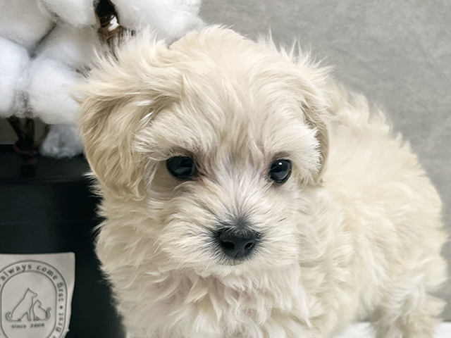 愛知県のマルプー(マルチーズ×プードル) (ペッツファースト名古屋栄店/2025年8月18日生まれ/女の子/クリーム)の子犬の3枚目の画像