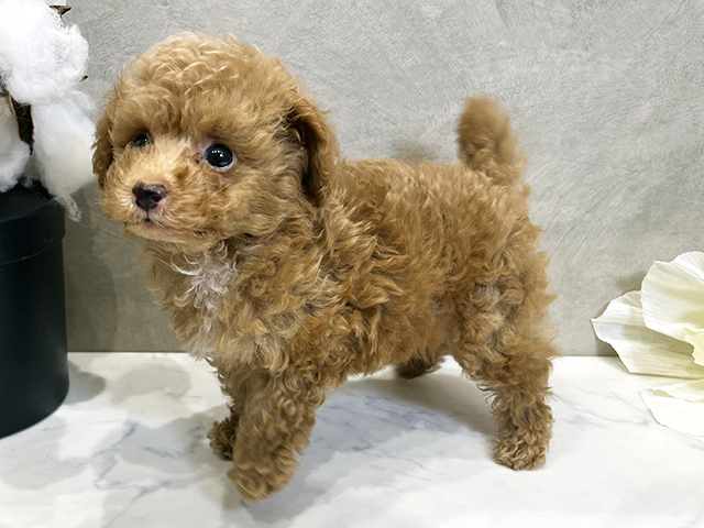 愛知県のトイプードル(ティーカップ) (ペッツファースト名古屋栄店/2025年8月17日生まれ/男の子/アプリコット)の子犬の2枚目の画像