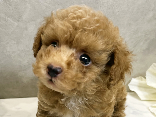 愛知県のトイプードル(ティーカップ) (ペッツファースト名古屋栄店/2025年8月17日生まれ/男の子/アプリコット)の子犬の3枚目の画像
