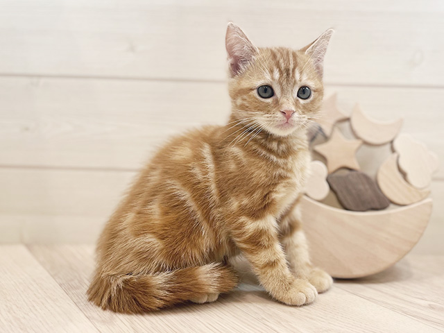 アメリカンショートヘアー