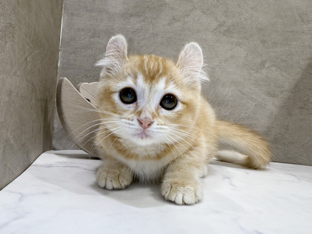 京都府のアメリカンカール (ペッツファースト京都四条河原町店/2025年8月15日生まれ/男の子/レッドタビー)の子猫の1枚目の画像