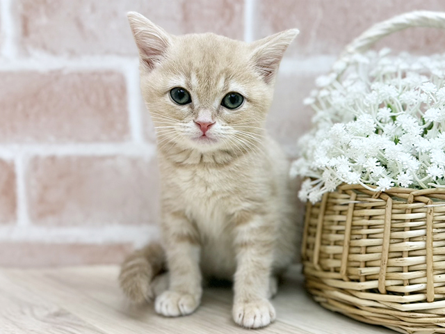 アメリカンショートヘアー, 性別 女の子, 誕生日 2025/08/16, 毛色 クリームタビー, 出身 東京都, 店舗 for cats武蔵小山店(東京都), お問い合わせ番号 2506373