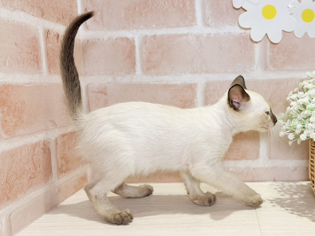 岡山県のシャム (ペッツファースト倉敷店/2025年8月15日生まれ/男の子/シールポイント)の子猫の2枚目の画像