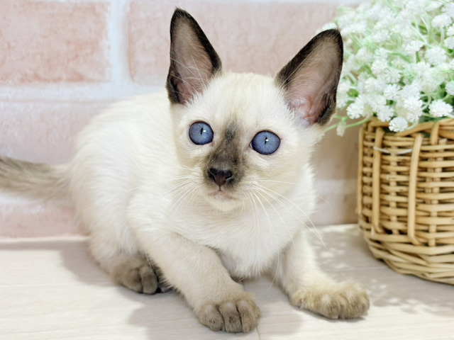 岡山県のシャム (ペッツファースト倉敷店/2025年8月15日生まれ/男の子/シールポイント)の子猫の3枚目の画像