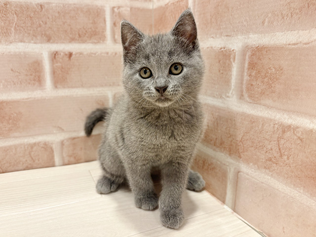 ブリティッシュ