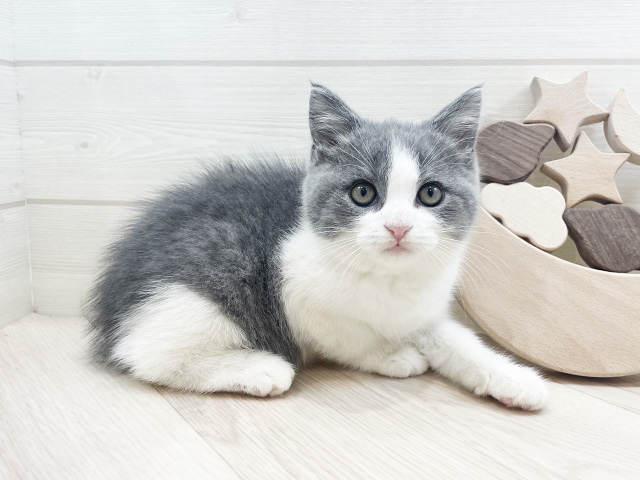 千葉県のブリティッシュショートヘアー (ペッツファーストららぽーとTOKYO-BAY店/2025年8月16日生まれ/男の子/ブルーホワイト)の子猫の1枚目の画像