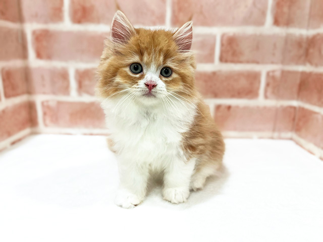 ノルウェージャンフォレストキャット
