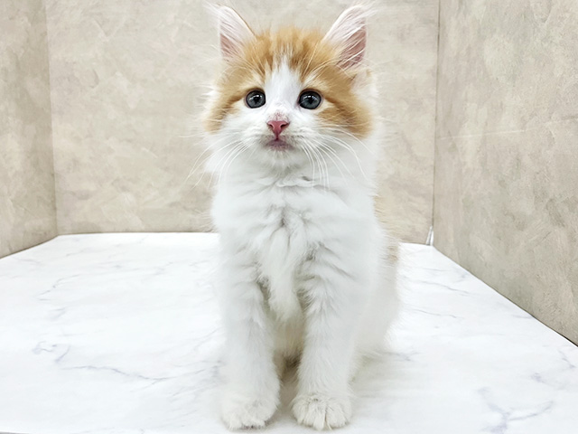 ノルウェージャンフォレストキャット