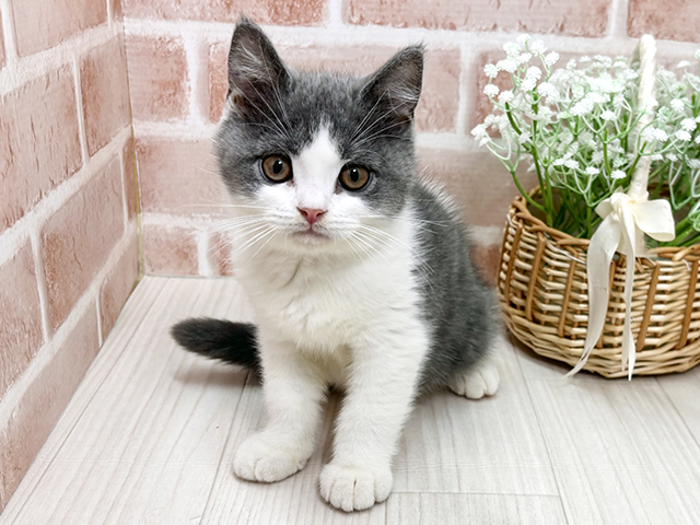 埼玉県のブリティッシュショートヘアー (ペッツファースト川越店/2025年8月13日生まれ/男の子/ブルーホワイト)の子猫