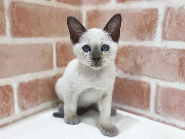 神奈川県のトンキニーズ (ペッツファーストfor cats横浜元町店/2025年8月15日生まれ/男の子/プラチナポイント)の子猫の1枚目の画像