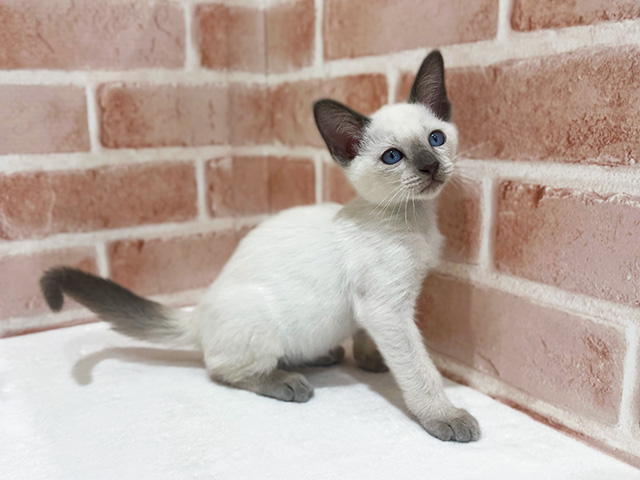 神奈川県のトンキニーズ (ペッツファーストfor cats横浜元町店/2025年8月15日生まれ/男の子/プラチナポイント)の子猫の2枚目の画像
