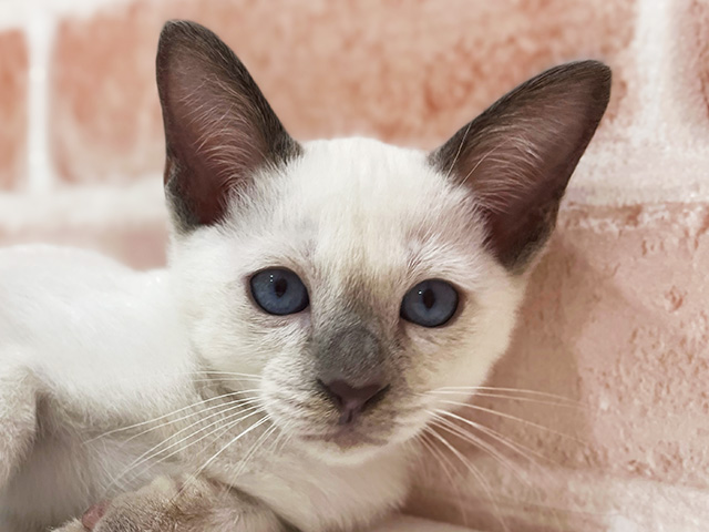 神奈川県のトンキニーズ (ペッツファーストfor cats横浜元町店/2025年8月15日生まれ/男の子/プラチナポイント)の子猫の3枚目の画像