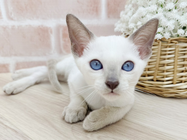 東京都のトンキニーズ (ペッツファーストfor cats武蔵小山店/2025年8月16日生まれ/女の子/プラチナポイント)の子猫の1枚目の画像