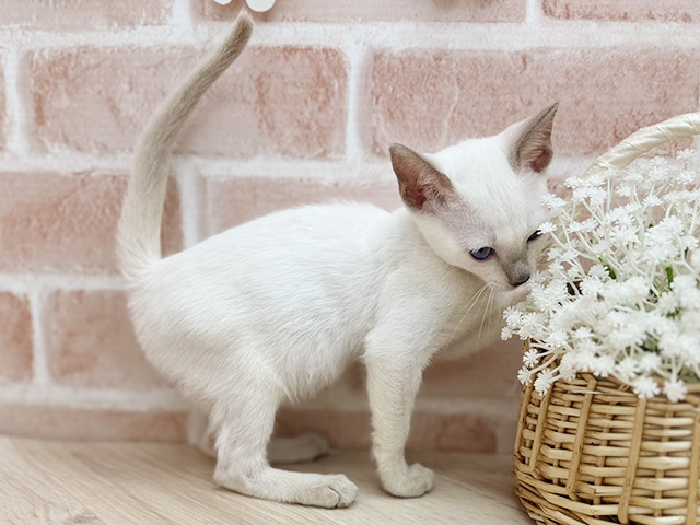 東京都のトンキニーズ (ペッツファーストfor cats武蔵小山店/2025年8月16日生まれ/女の子/プラチナポイント)の子猫の2枚目の画像