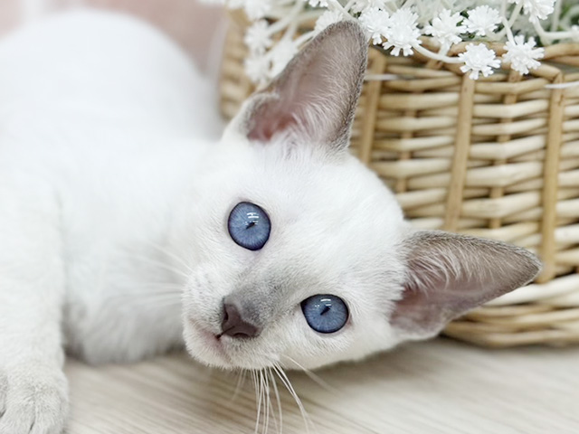 東京都のトンキニーズ (ペッツファーストfor cats武蔵小山店/2025年8月16日生まれ/女の子/プラチナポイント)の子猫の3枚目の画像