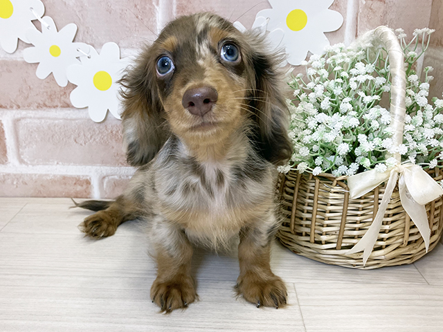 鹿児島県のカニンヘンダックスフンド(ロング) (ペッツファースト鹿児島店/2025年8月19日生まれ/男の子/チョコレートダップル)の子犬の1枚目の画像
