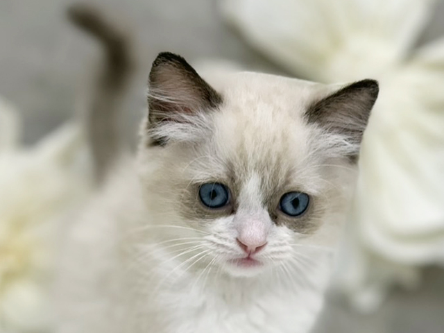 東京都のラグドール (ペッツファースト下北沢店/2025年8月19日生まれ/男の子/シールポイントバイカラー)の子猫の3枚目の画像