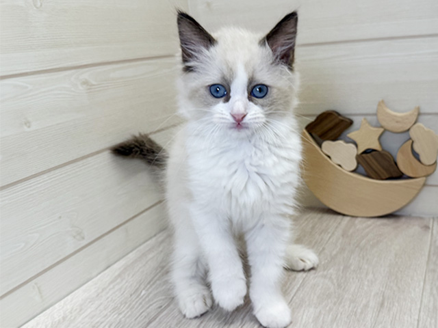 愛知県のラグドール (ペッツファースト大高店/2025年8月19日生まれ/女の子/シールポイントバイカラー)の子猫の1枚目の画像