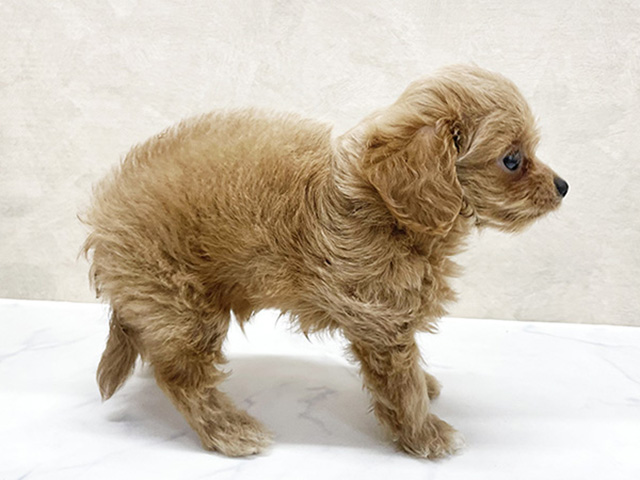 2025年8月19日生まれのチワプー/プーチー(チワワ×プードル)の2枚目の写真