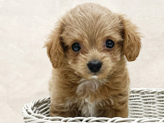 2025年8月19日生まれのチワプー/プーチー(チワワ×プードル)の3枚目の写真