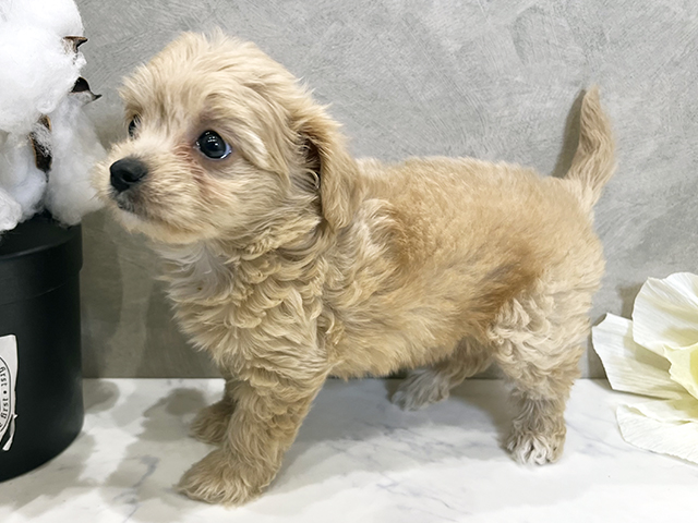 愛知県のチワプー/プーチー(チワワ×プードル) (ペッツファースト名古屋栄店/2025年8月19日生まれ/女の子/アプリコット)の子犬の2枚目の画像