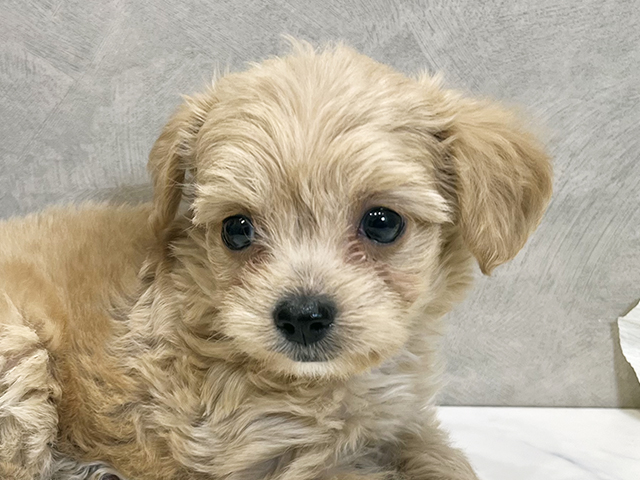 愛知県のチワプー/プーチー(チワワ×プードル) (ペッツファースト名古屋栄店/2025年8月19日生まれ/女の子/アプリコット)の子犬の3枚目の画像