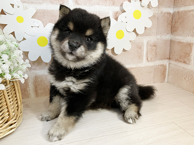 静岡県の豆柴 (ペッツファースト富士南店/2025年8月19日生まれ/男の子/黒)の子犬の2枚目の画像