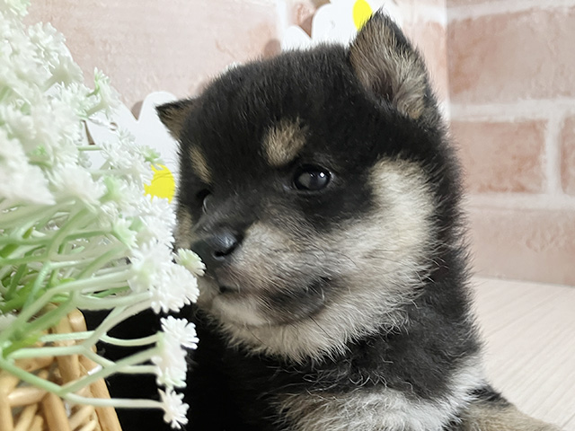 静岡県の豆柴 (ペッツファースト富士南店/2025年8月19日生まれ/男の子/黒)の子犬の3枚目の画像